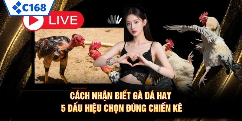 Cách Nhận Biết Gà Đá Hay – 5 Dấu Hiệu Chọn Đúng Chiến Kê
