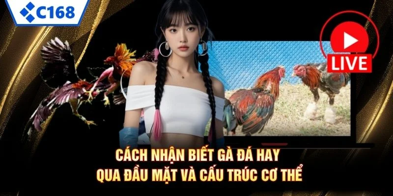 Cách Nhận Biết Gà Đá Hay – 5 Dấu Hiệu Chọn Đúng Chiến Kê 4 Cách nhận biết gà đá hay qua đầu mặt và cấu trúc cơ thể