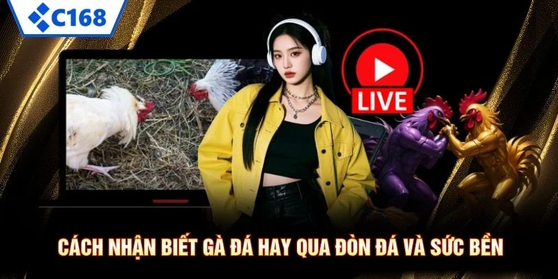 Cách Nhận Biết Gà Đá Hay – 5 Dấu Hiệu Chọn Đúng Chiến Kê 5 Cách nhận biết gà đá hay qua đòn đá và sức bền