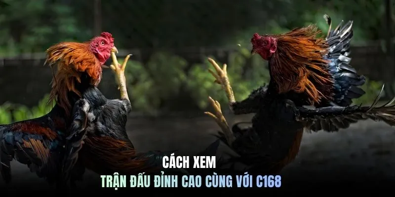 Cách xem trận đấu đỉnh cao cùng với C168