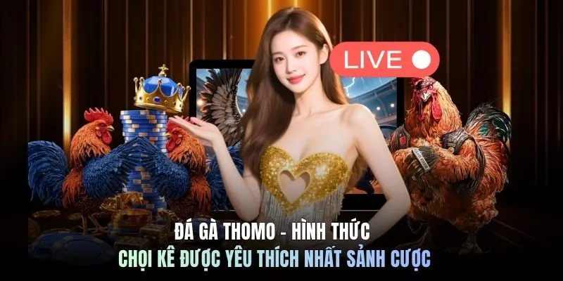 Đá Gà C168 6 Đá gà Thomo - Hình thức chọi kê được yêu thích nhất sảnh cược