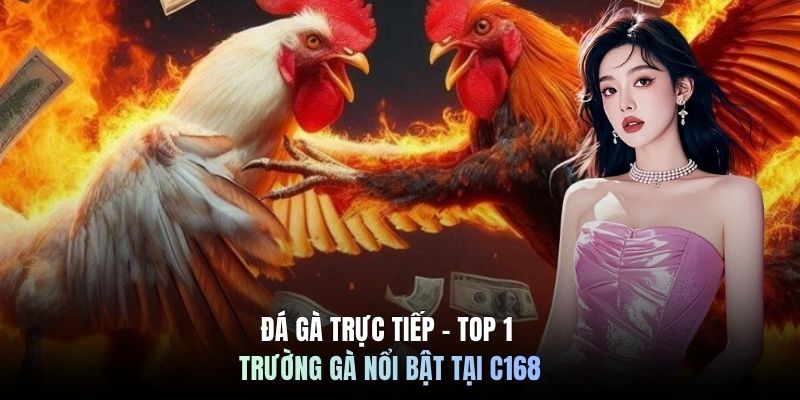 Đá Gà Trực Tiếp - Top 1 Trường Gà Nổi Bật Tại C168