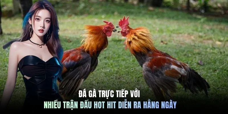 Đá gà trực tiếp với nhiều trận đấu hot hit diễn ra hằng ngày