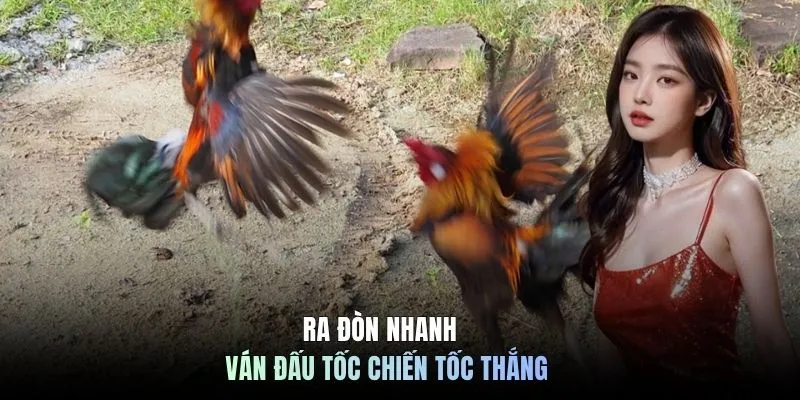 Đá Gà Cựa Sắt Tại C168: Nghệ thuật Dự Đoán Đỉnh Cao 6 Ra đòn nhanh ván đấu tốc chiến tốc thắng