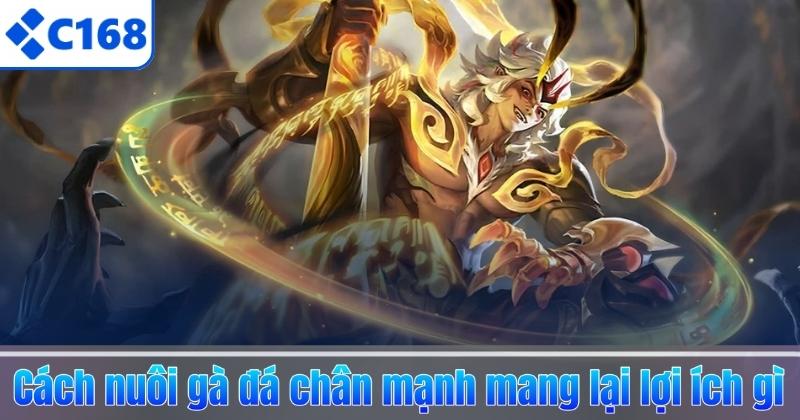 Cách Nuôi Gà Đá Chân Mạnh – 5 Bí Quyết Tăng Lực Đá & Sức Bền 5 Cách nuôi gà đá chân mạnh mang lại lợi ích gì